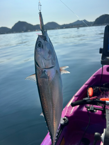 ソウダガツオの釣果