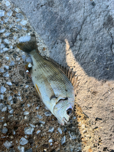 ミナミクロダイの釣果