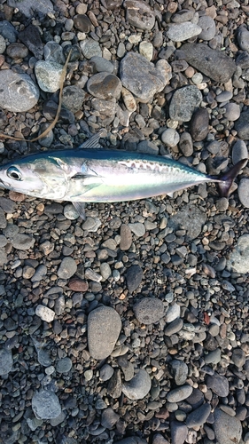 ソウダガツオの釣果