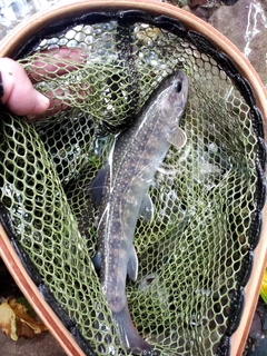 イワナの釣果