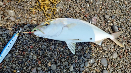 ショゴの釣果