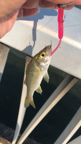 セイゴ（タイリクスズキ）の釣果