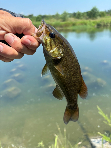 スモールマウスバスの釣果