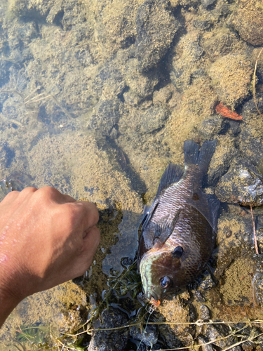 ブルーギルの釣果