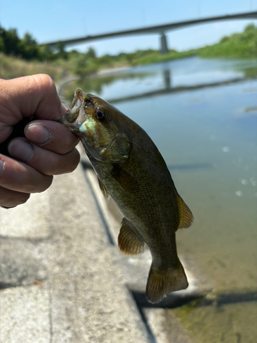 スモールマウスバスの釣果