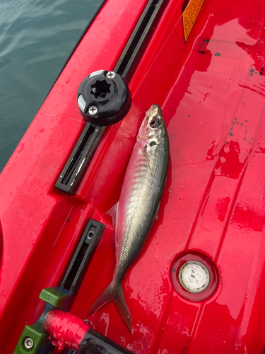 アオアジの釣果