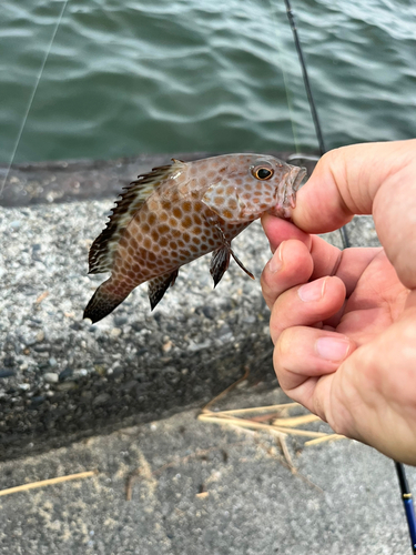 オオモンハタの釣果