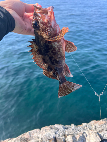 カサゴの釣果