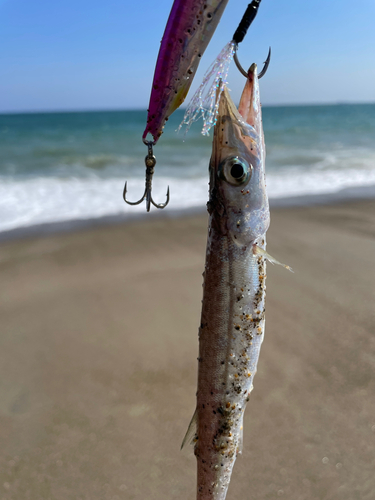 カマスの釣果