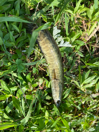 ライギョの釣果