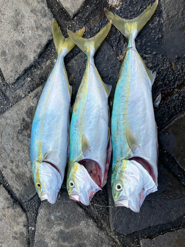 イナダの釣果