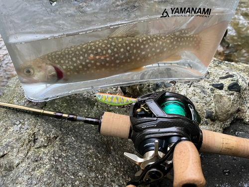 イワナの釣果