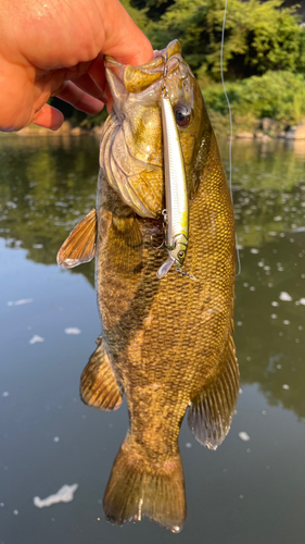 スモールマウスバスの釣果