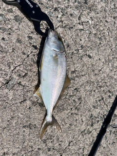 ショゴの釣果