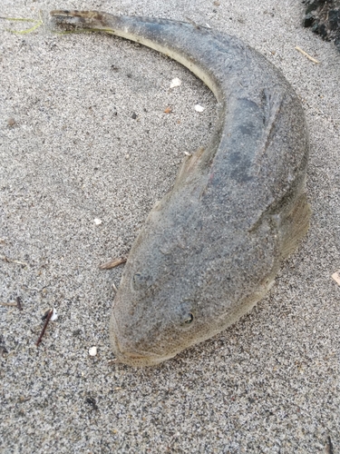 マゴチの釣果