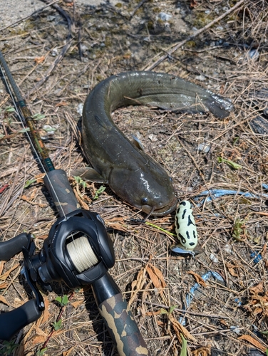 ナマズの釣果