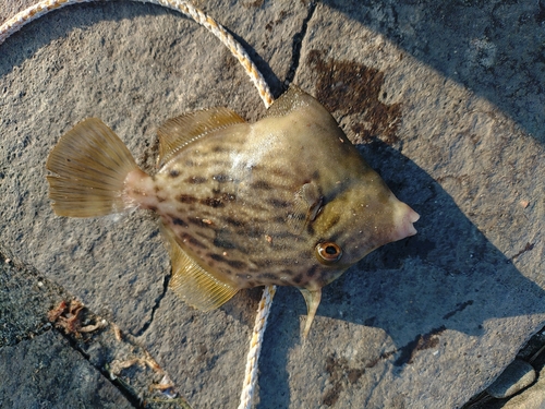 カワハギの釣果