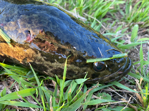 カムルチーの釣果