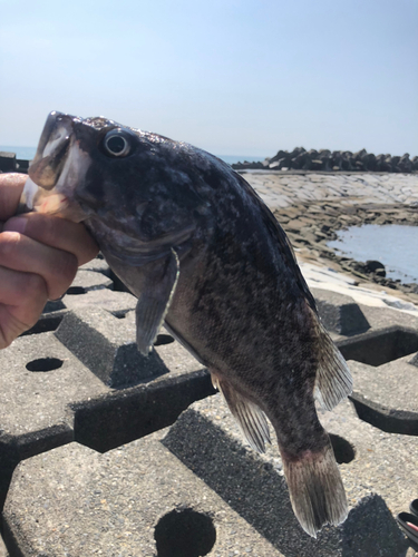 クロソイの釣果