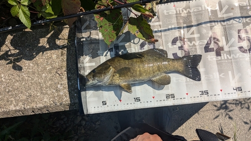 スモールマウスバスの釣果