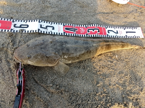 マゴチの釣果