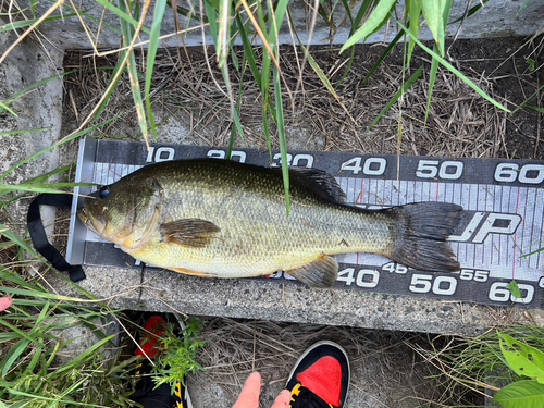 ブラックバスの釣果