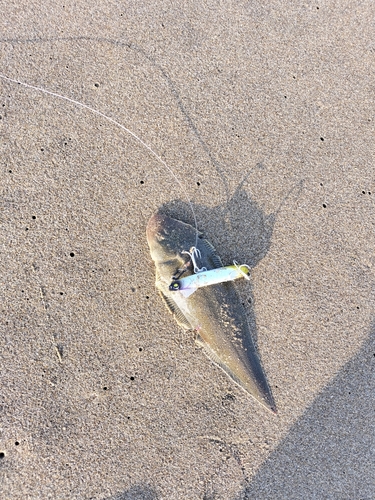 シタビラメの釣果