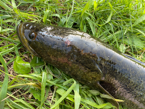 カムルチーの釣果