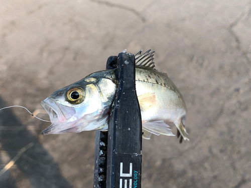 セイゴ（マルスズキ）の釣果