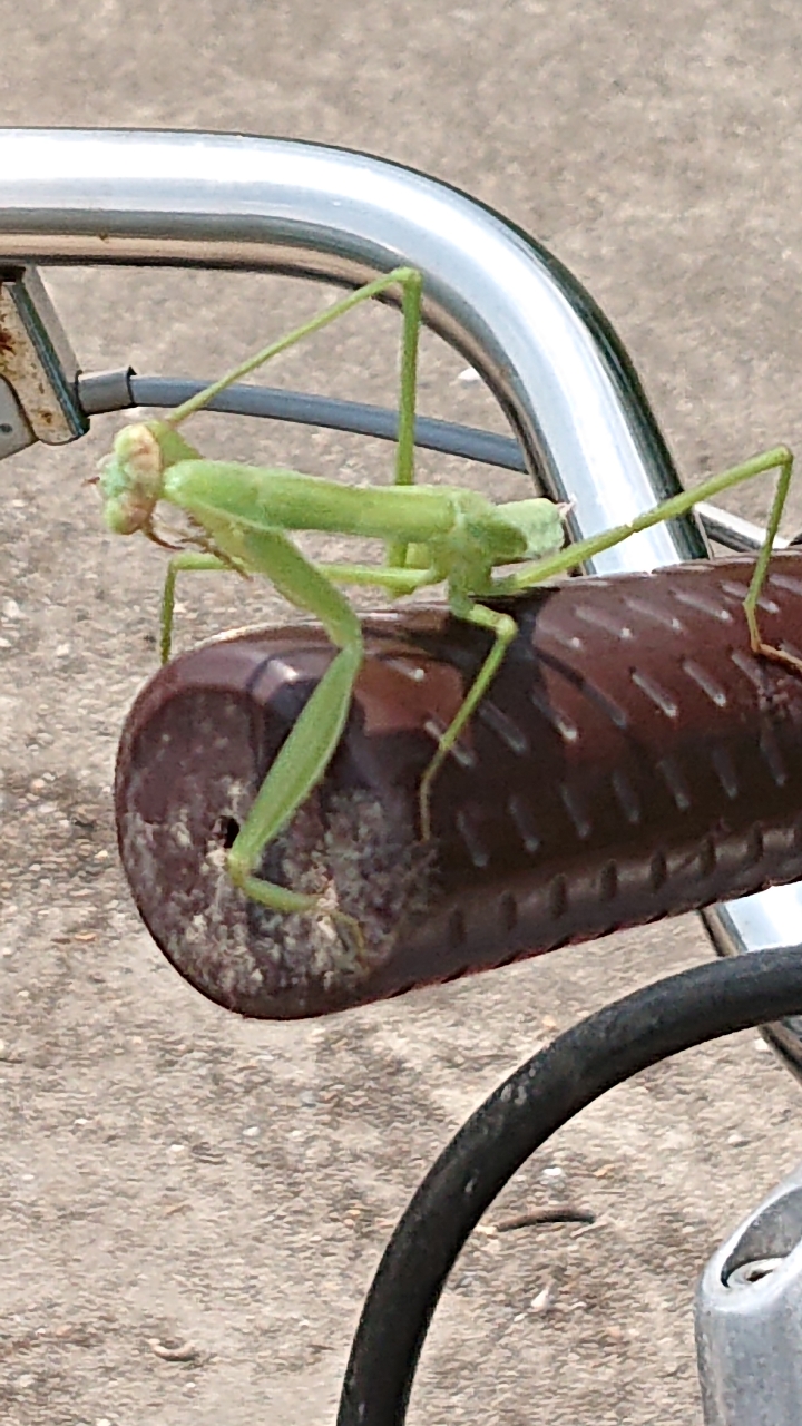 カマキリ