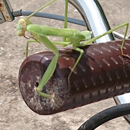 カマキリ