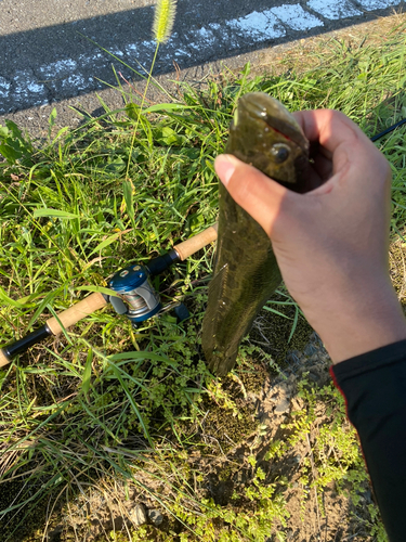 カムルチーの釣果