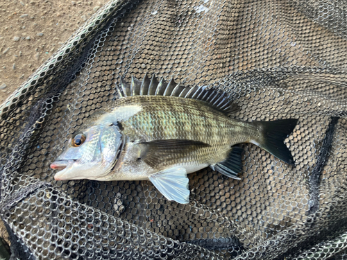 チヌの釣果