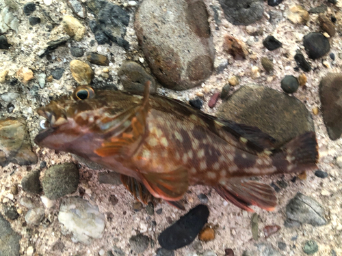 カサゴの釣果