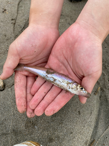 シロギスの釣果