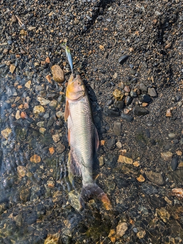 ニゴイの釣果