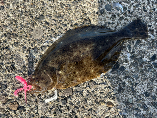 ヒラメの釣果