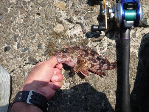 カサゴの釣果