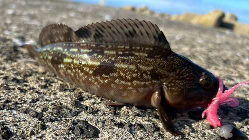 アイナメの釣果