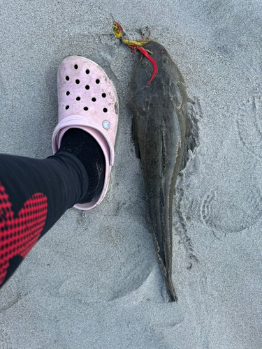 マゴチの釣果