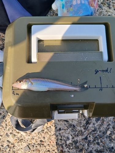 シロギスの釣果