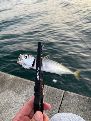 サバの釣果