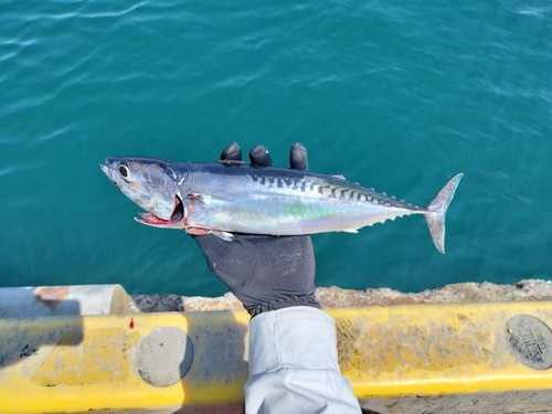 ソウダガツオの釣果