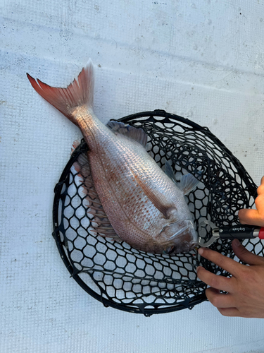 タイの釣果