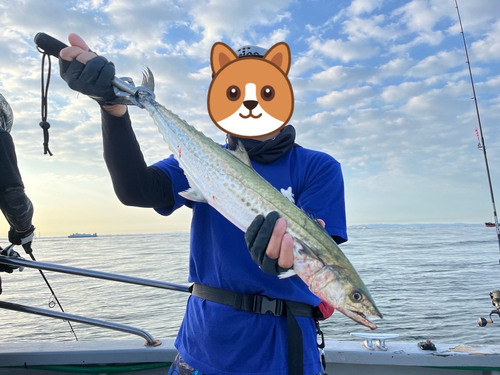 サゴシの釣果