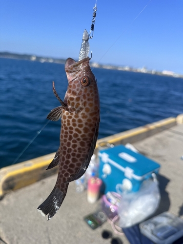 オオモンハタの釣果