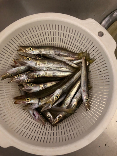 カマスの釣果