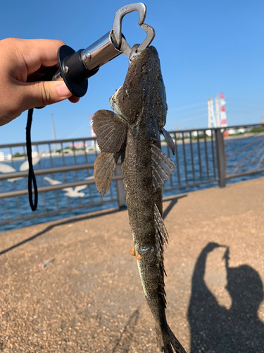 マゴチの釣果