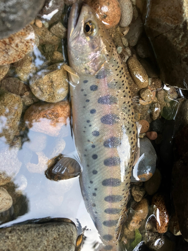 ヤマメの釣果