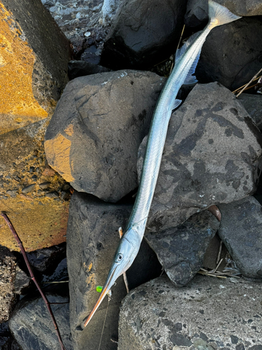 ダツの釣果